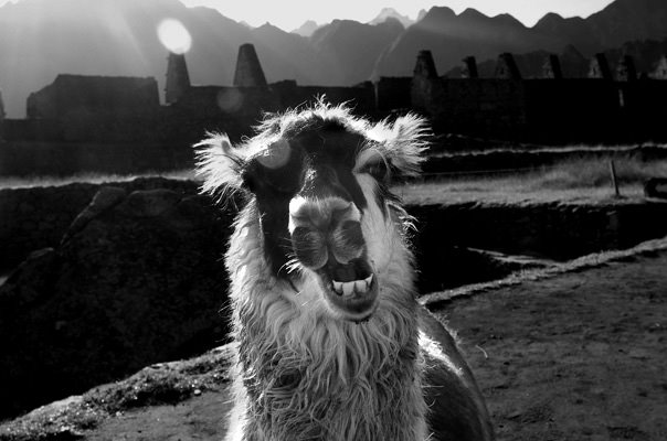 Machu picchu