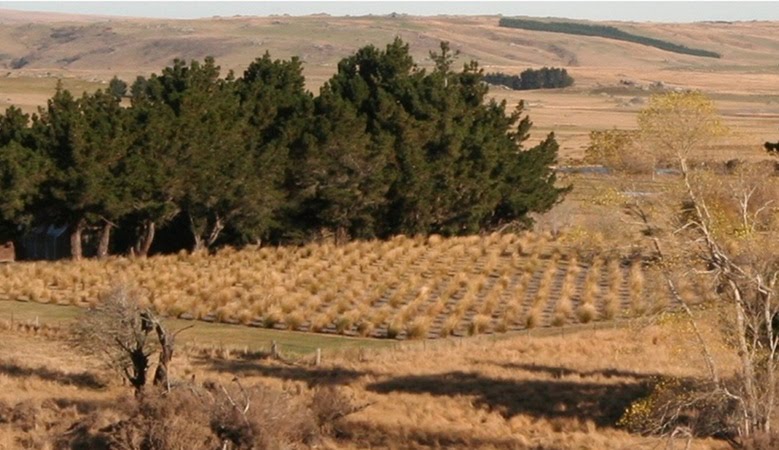 [JR_Snow+Tussock_Distant.jpg]