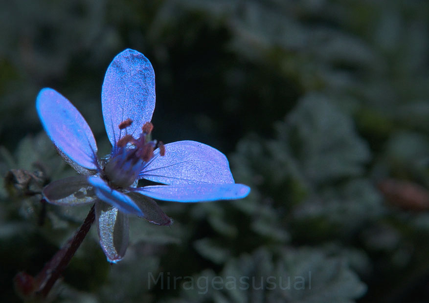 [3226747522_8cb4281058_o.jpg]