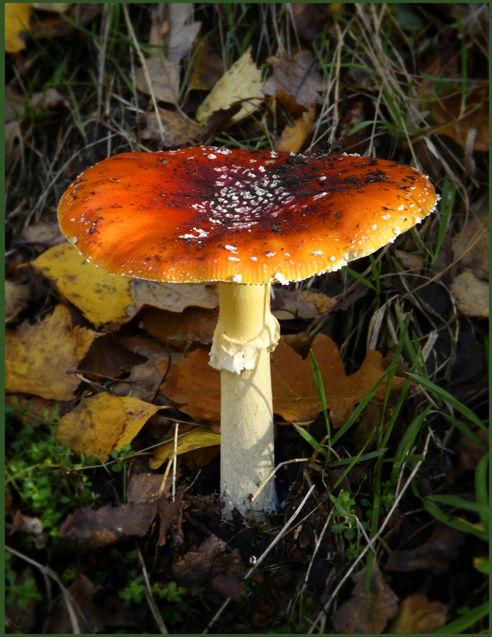 toadstool nike huarache