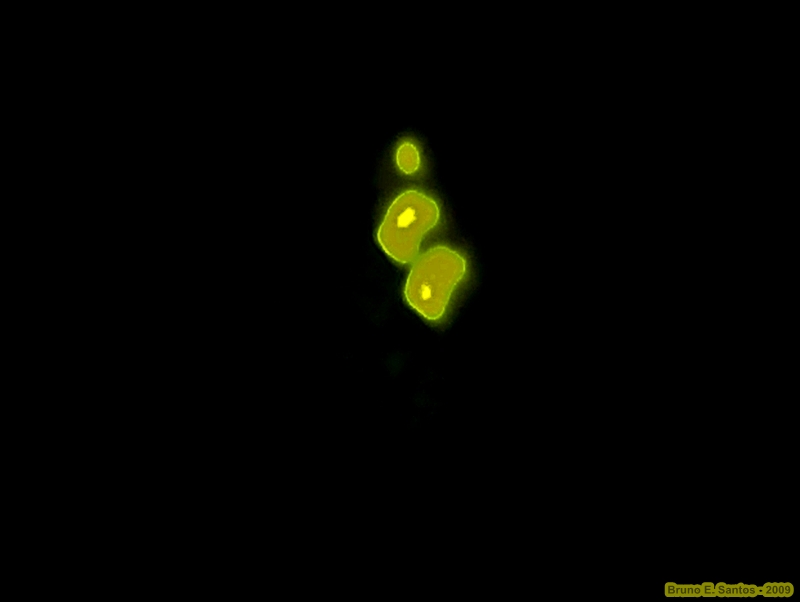 [InsectoBiolumQuintalJul2009_1b.JPG]