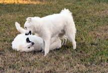 Feine Hundedamen 2010