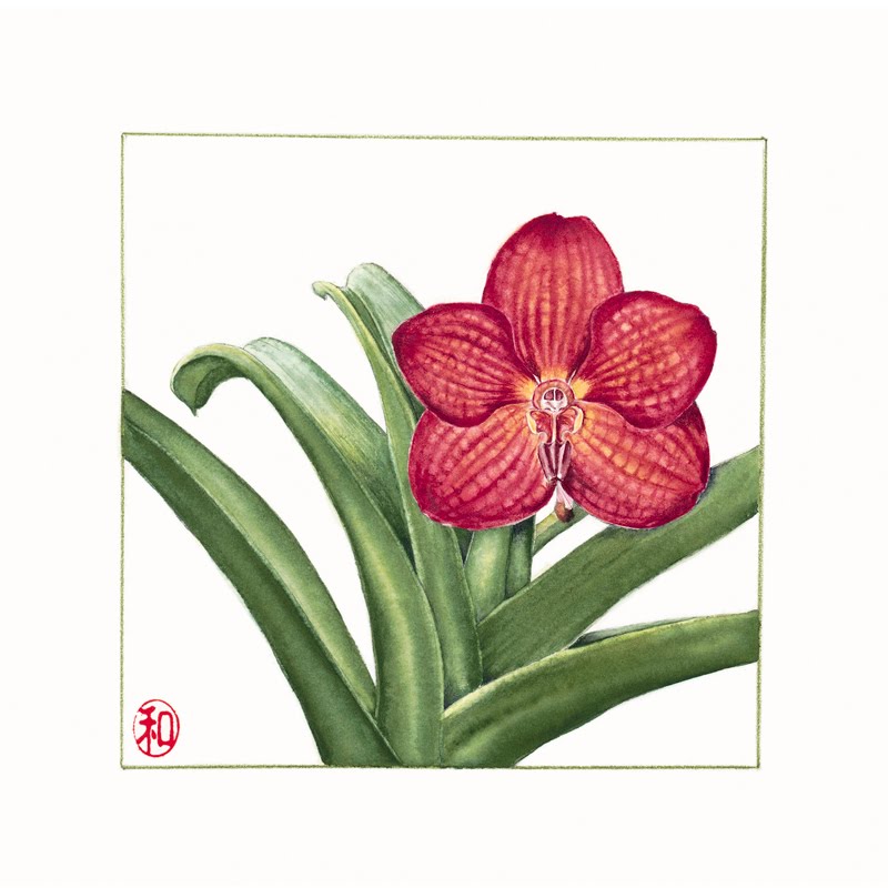 Botanical Illustrator