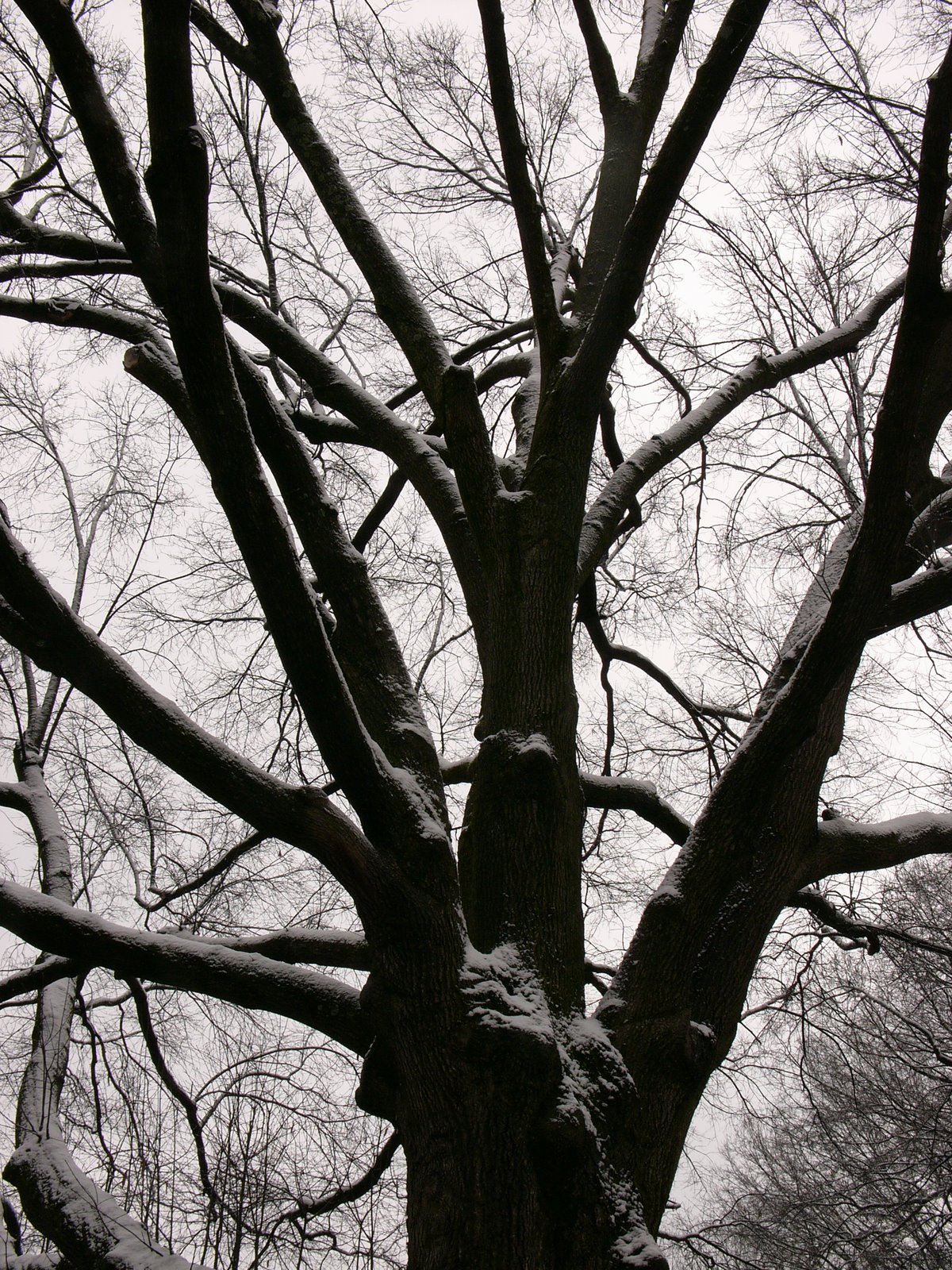 [tree.JPG]