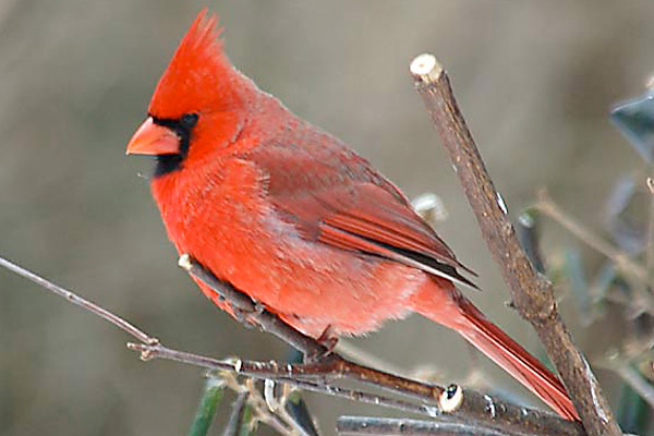 little Cardinal Bird in a