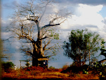 Baobab de tienda