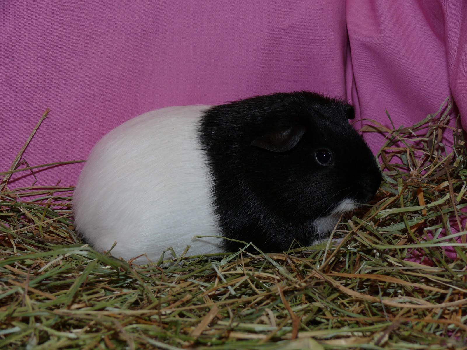 Guinea Pigs: Rehoming the following female guinea pigs: