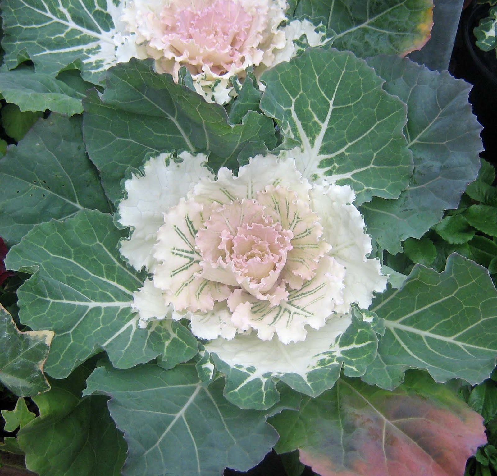 Mill Garden Centre Ornamental Kale