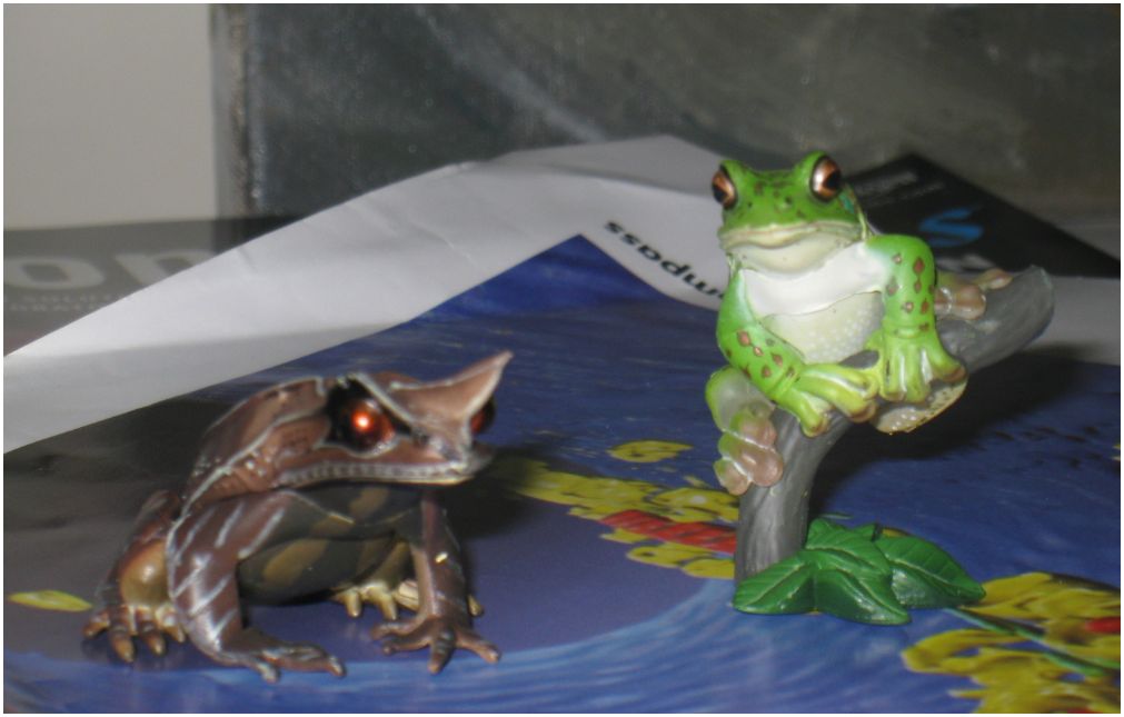 [frog-model-2.JPG]