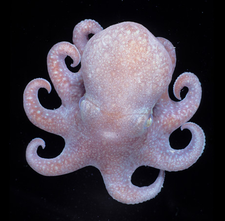[081110-cute-octopus-ancestor-photo_big.jpg]
