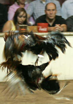 VIDEOS GRATIS DE PELEA videos gratis de pelea: