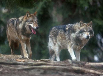 Mis lobos de la manada Burras+y+lobos-7