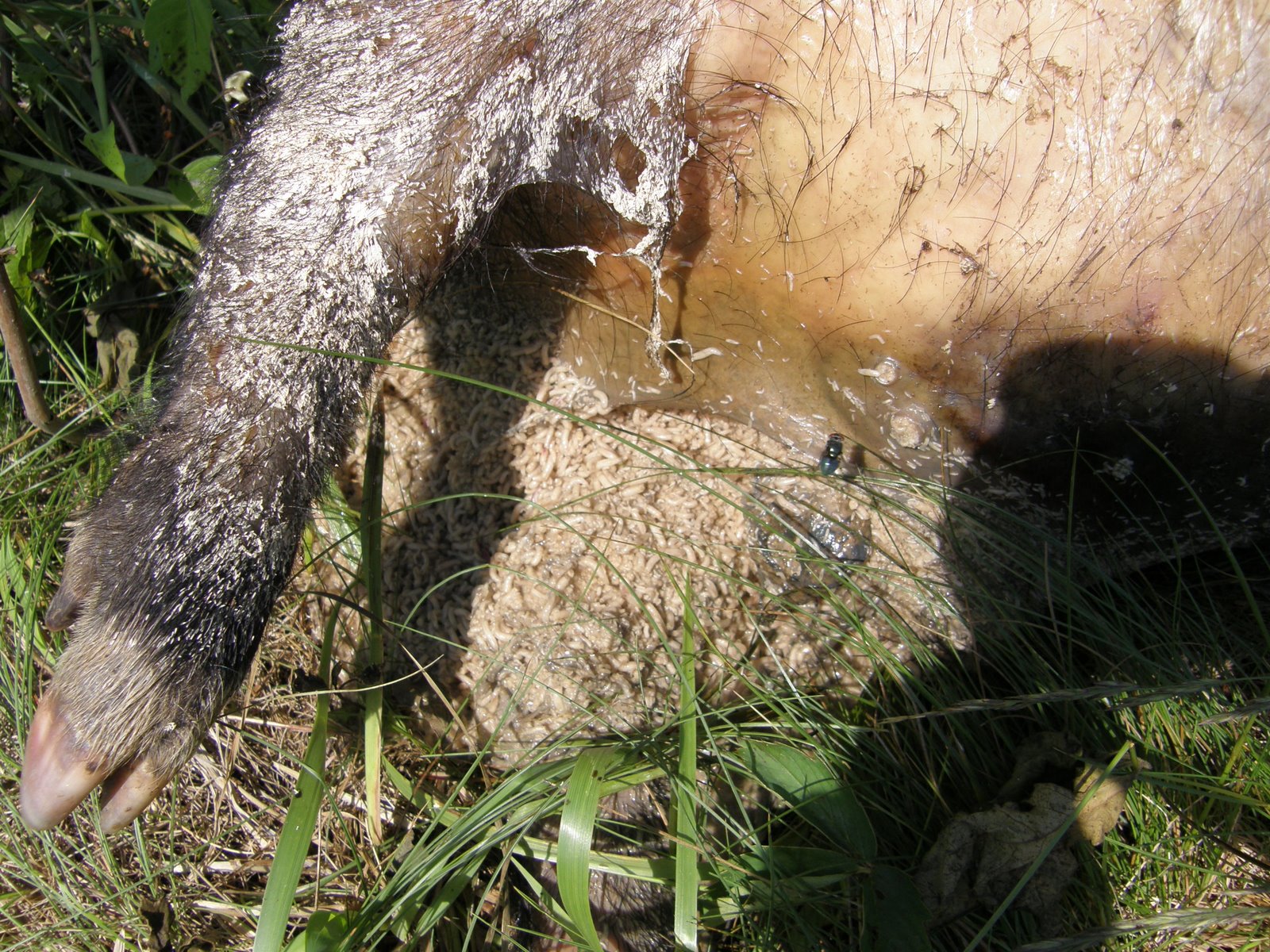 [Pig+1c.JPG]
