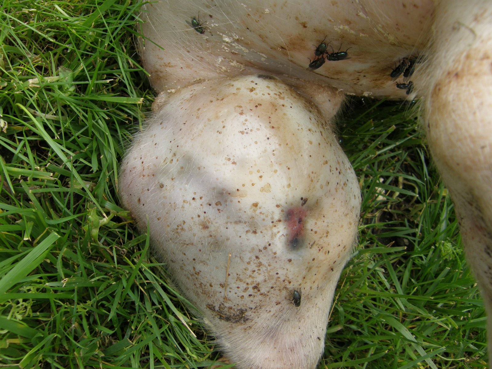 [Pig+4c.JPG]