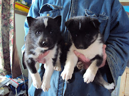 Karelian Bear Dog Puppies