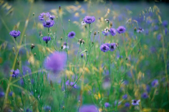 misty brook farm, eat organic...