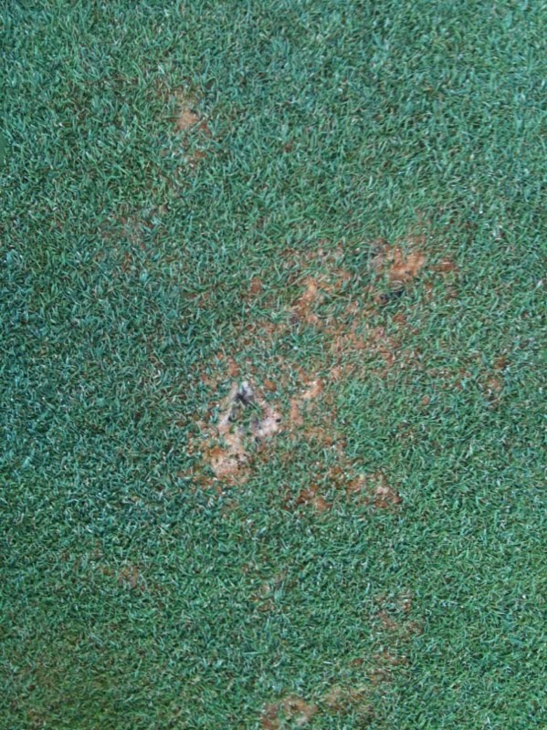 iaTURF CONTROL OF MOSS ON BENTGRASS WITH BAKING SODA