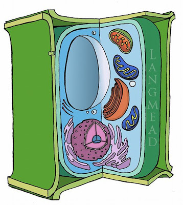 plant cell illustrations science mitochondria