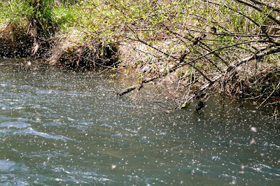 Flugfiske Sjuk kläckning Flugfiske Sjuk kläckning