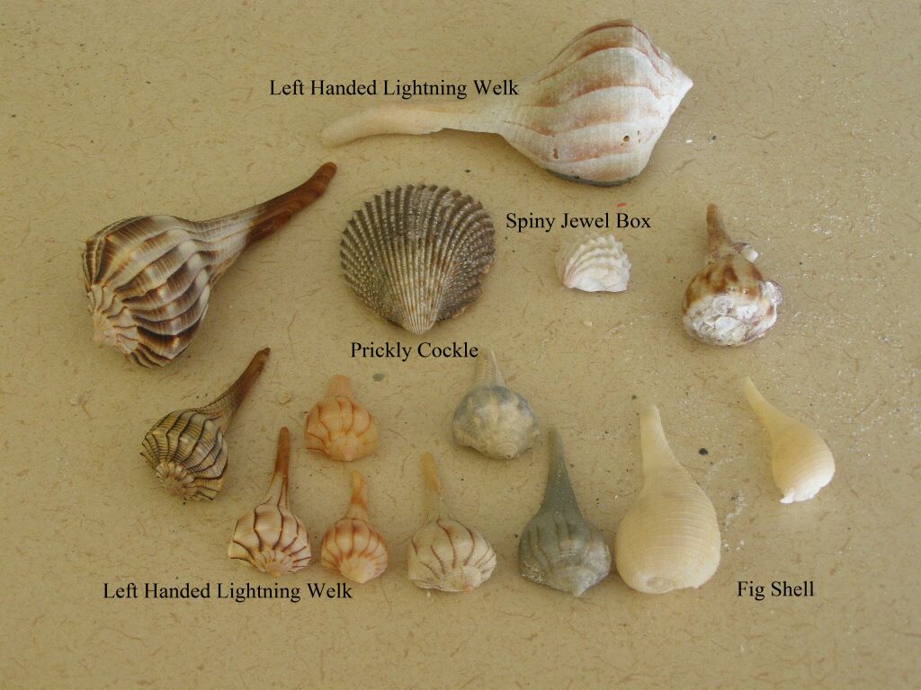 Seashells Types