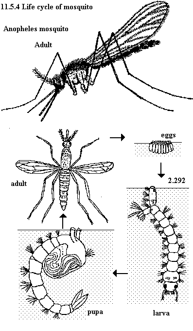 [11.5Mosquito.GIF]