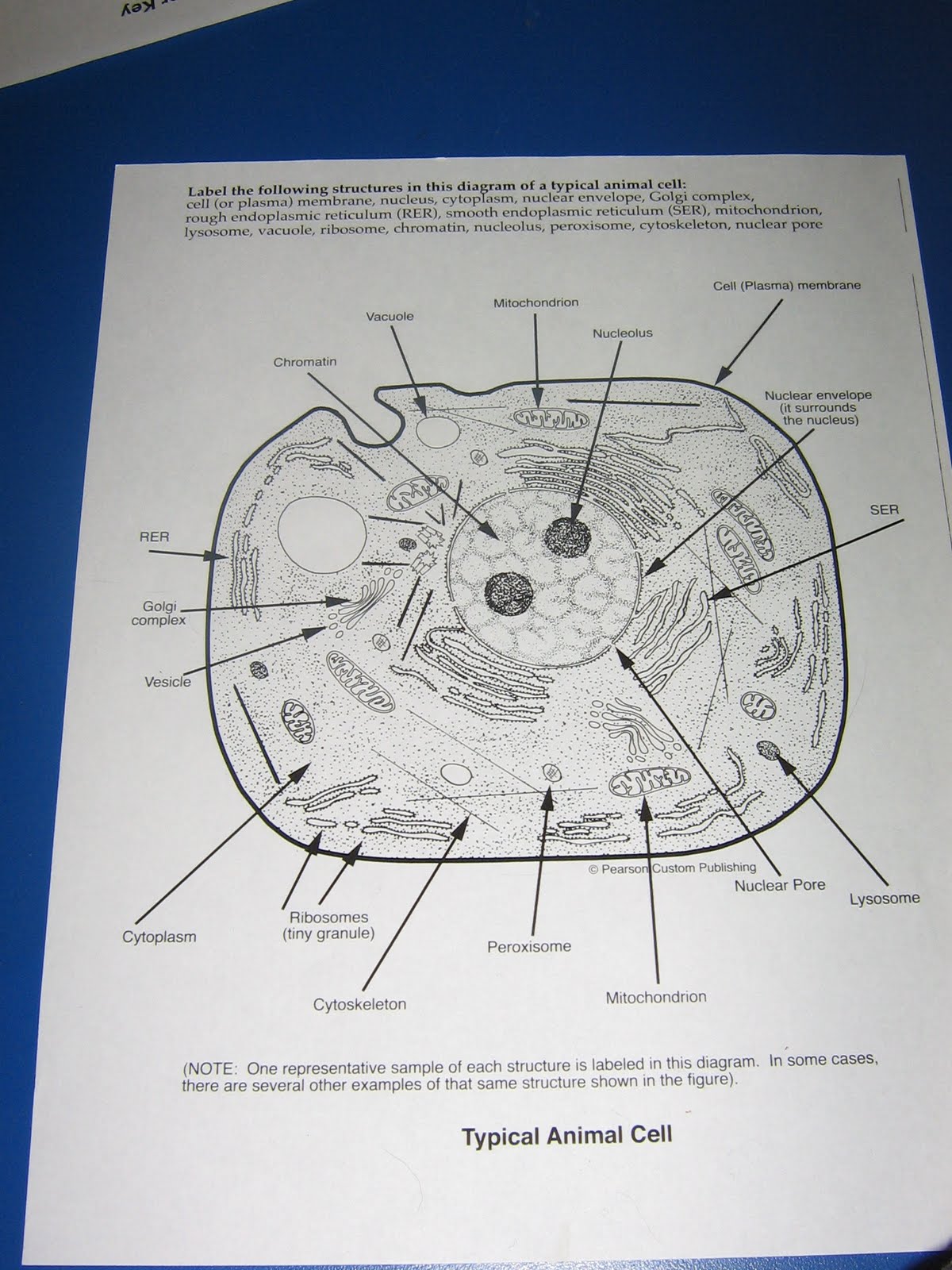 Monhegan Madness: Cells!