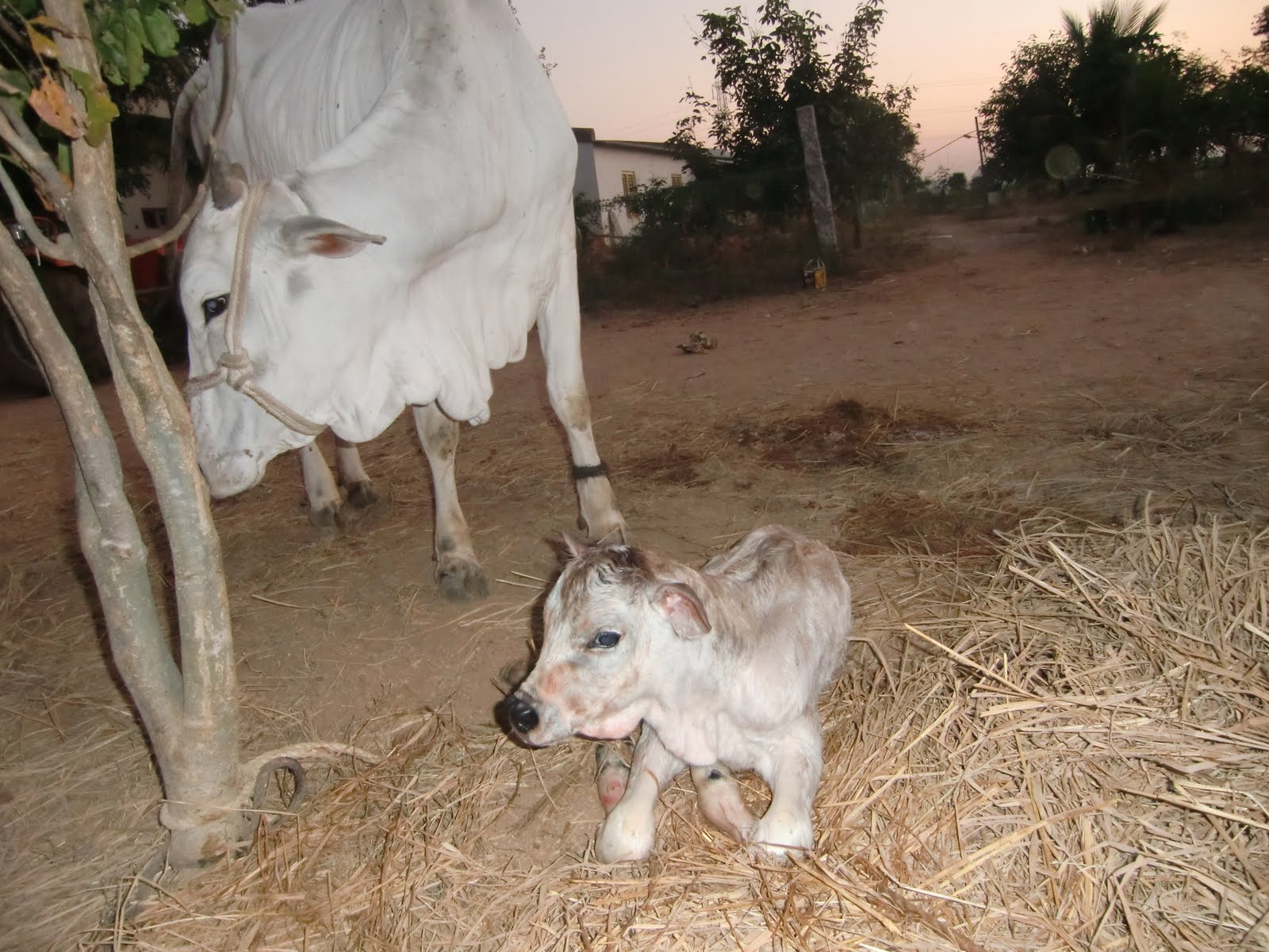 sulochana's diary A male baby cow born just now