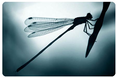 [dragonfly-blue.jpg]