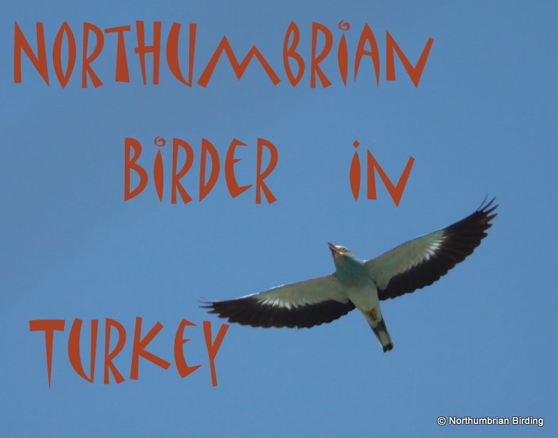 Northumbrian Birder in Turkey