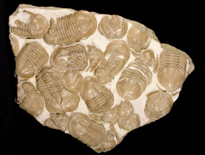 Accumulation of trilobites shell