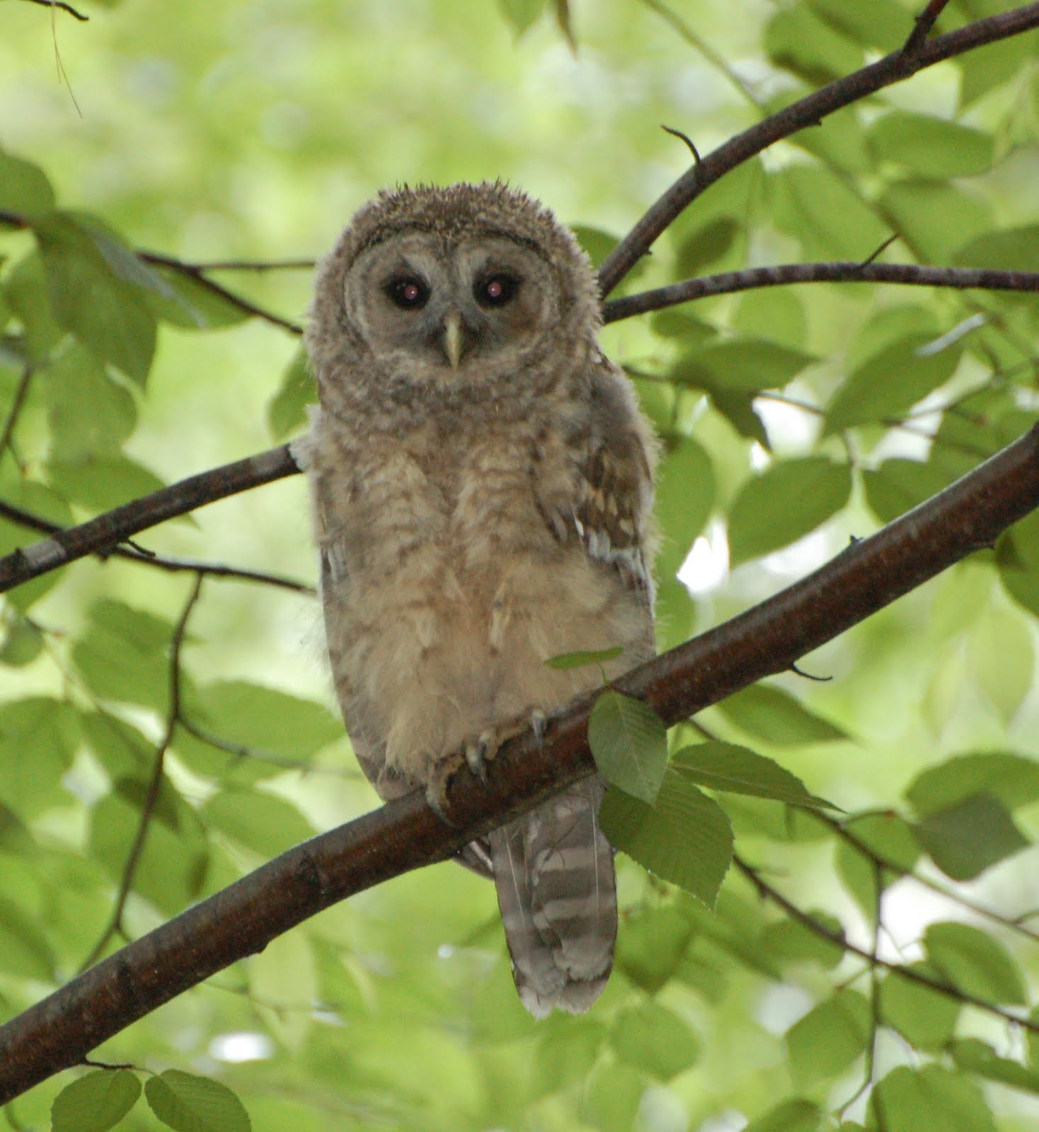 Animal Trackers of New England Barred Owls