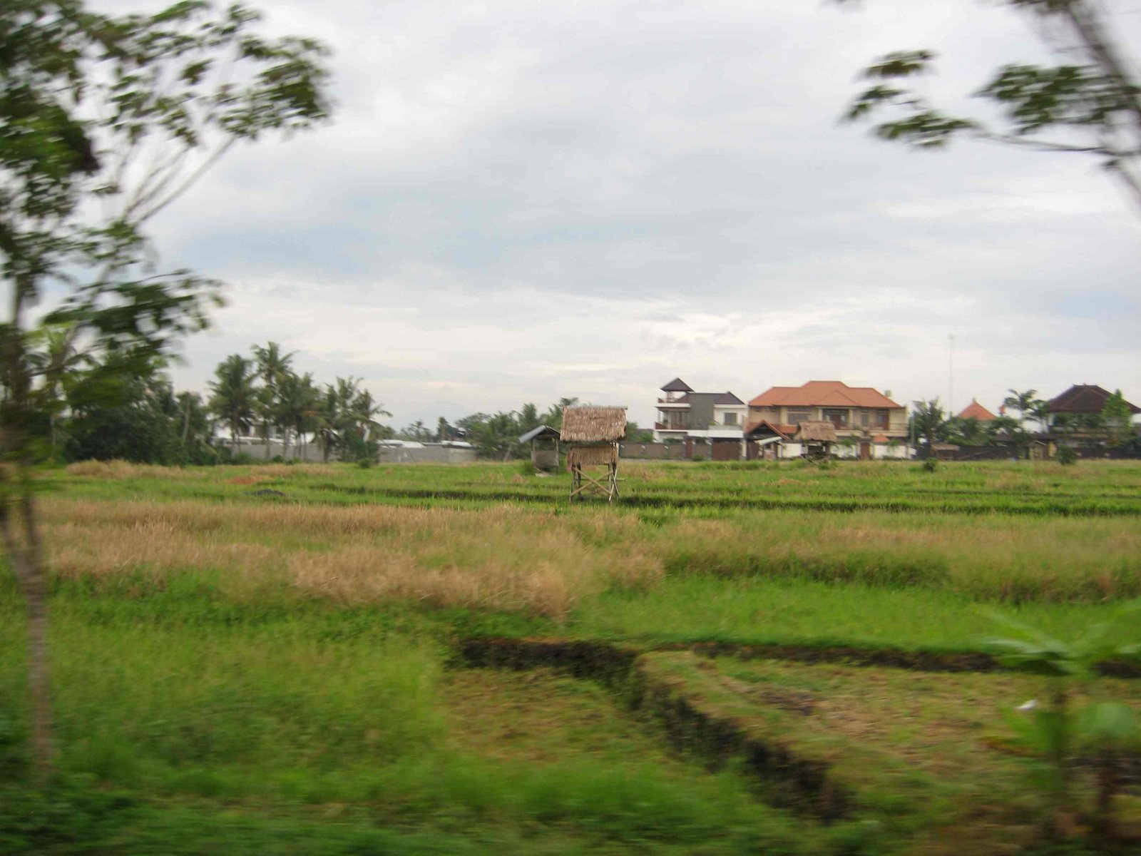 [rice+fields.jpg]