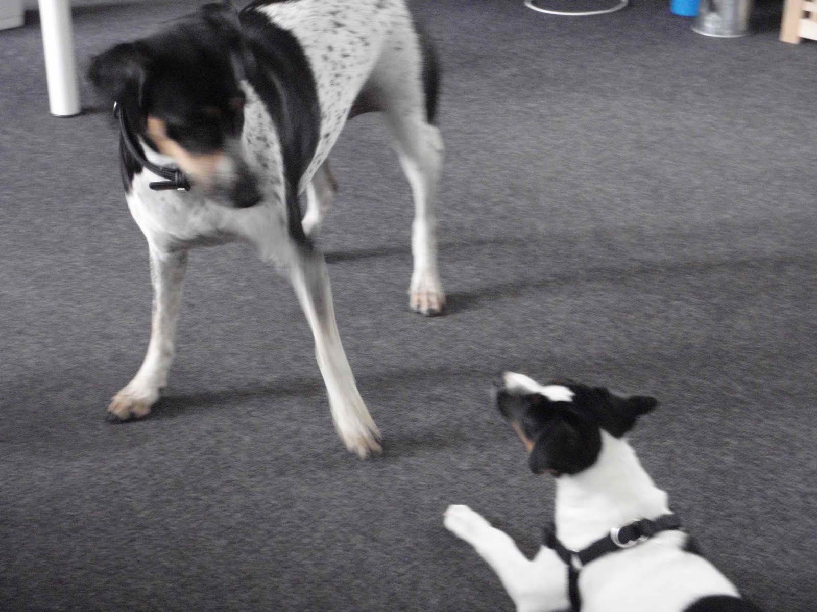 [dog.jpg]