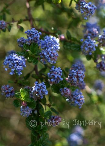 [ceanothus+4w+(Small).jpg]