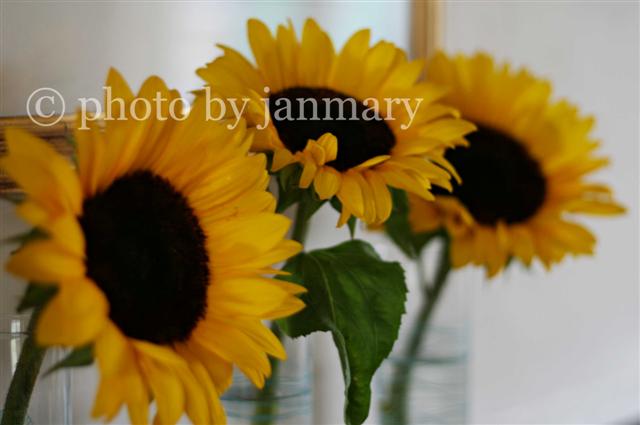 [sunflowers+4w+(Small).jpg]