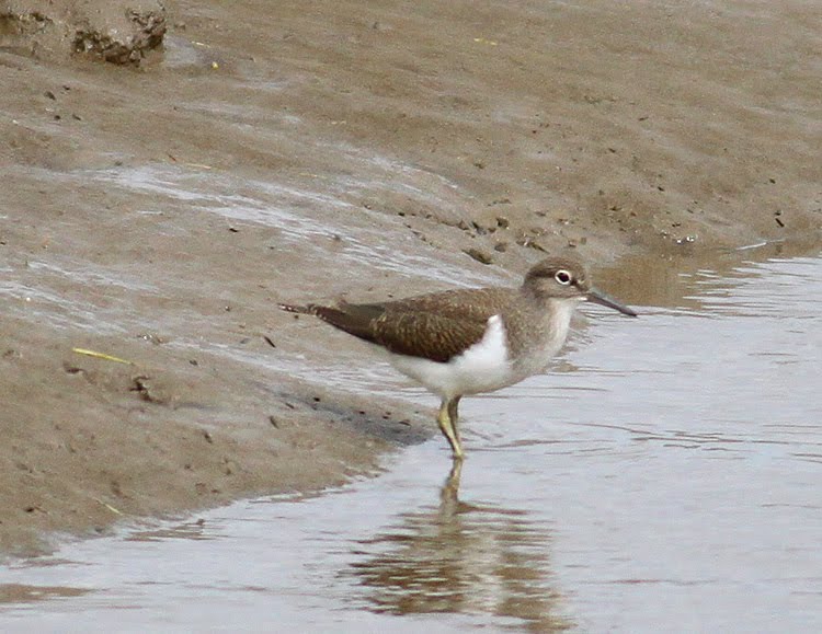 Another Bird Blog: Stopped For A Chat