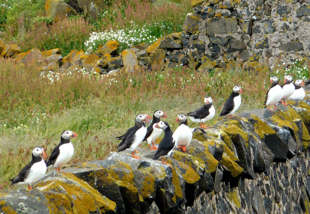 [Puffins+on+wall.jpg]