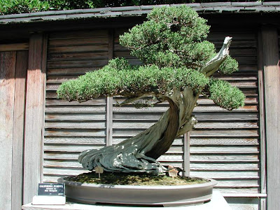Bonsai Tree-The Art Of Japan