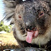 Thirsty Koalas