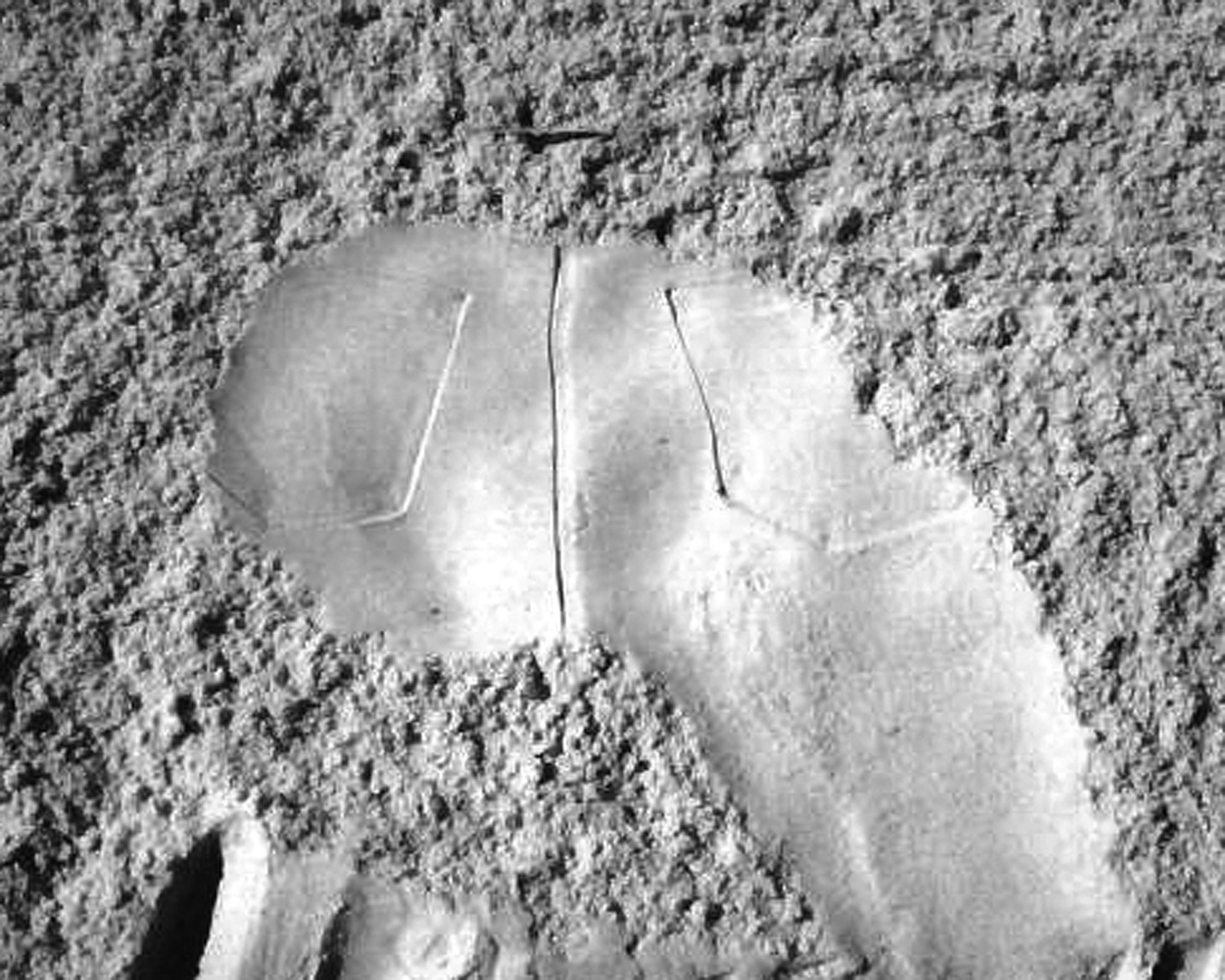 Barbs Blurbs Butt Prints in the sand.