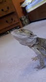 This is my bearded dragon