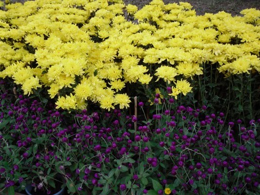 CARNAVAL DE FLEURS EN PLEIN SAIGON