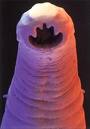 [ancylostoma.jpg]