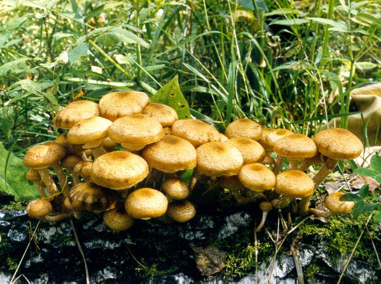 mushroom and roses Mushroom and Roses