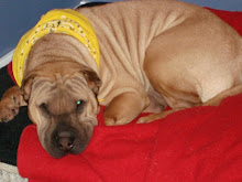 my super shar pei