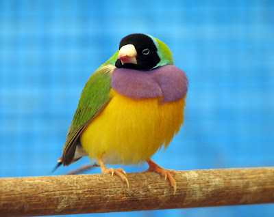 Search Gouldian Finch Bird
