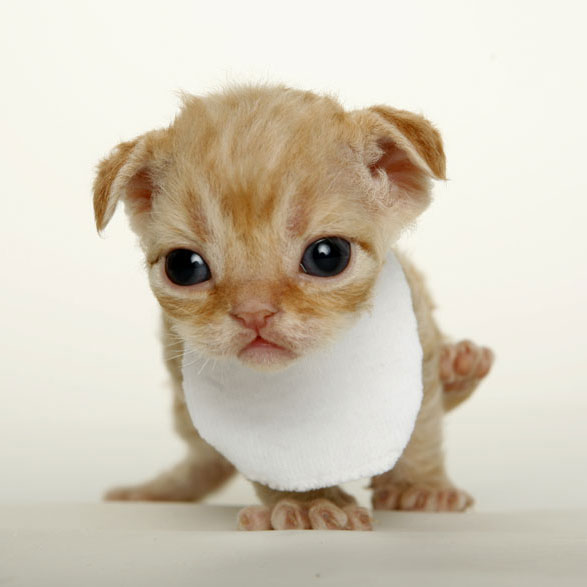 Devon+rex+kittens+for+sale+michigan