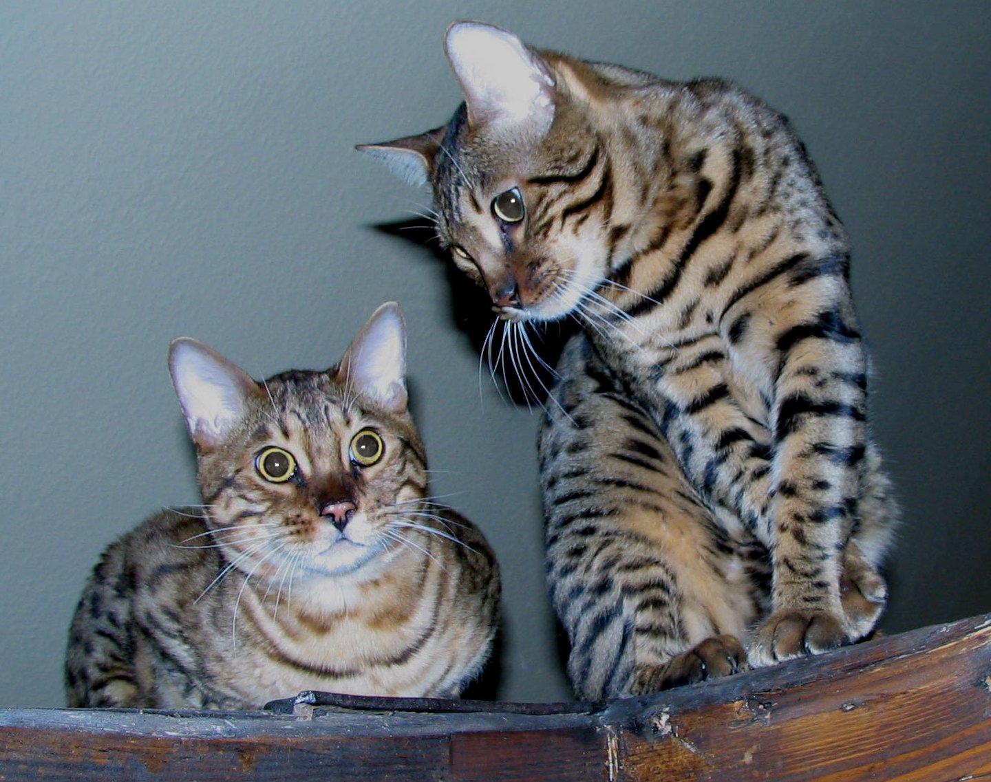 Amazing Dogs Breeds Bengal Cat