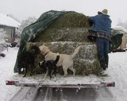 [Unloading+Hay.JPG]