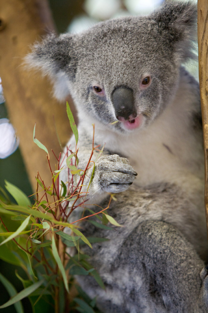[australia0502a.jpg]